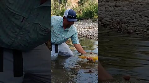 big browns on dry flies!! #trout #fishing #wyoming #shortsvideo #shortsfeed #flyfishing #success