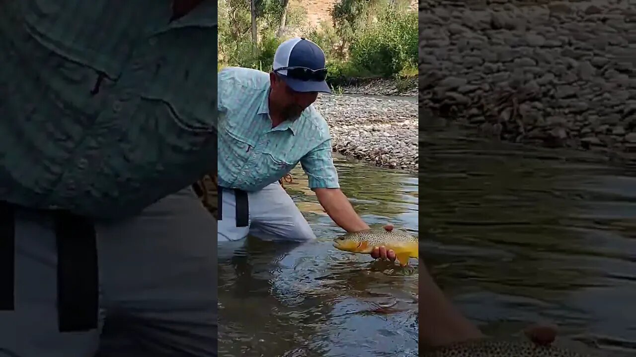 big browns on dry flies!! #trout #fishing #wyoming #shortsvideo #shortsfeed #flyfishing #success