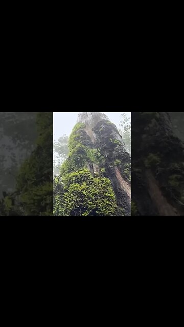 Raintree ⛈️ Wonderful