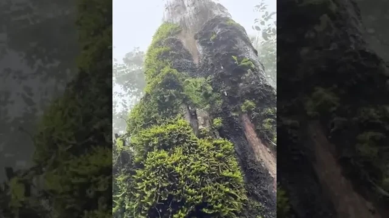 Raintree ⛈️ Wonderful