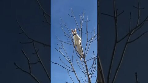 O QUANTO SEU GATO É CURIOSO?🤣🤣🤣 #shorts #planetaanimalshorts #eulovegatos