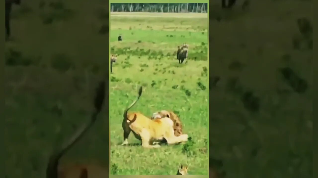 Clan of hyenas chasing alone lion but male lion take revenge with hyena