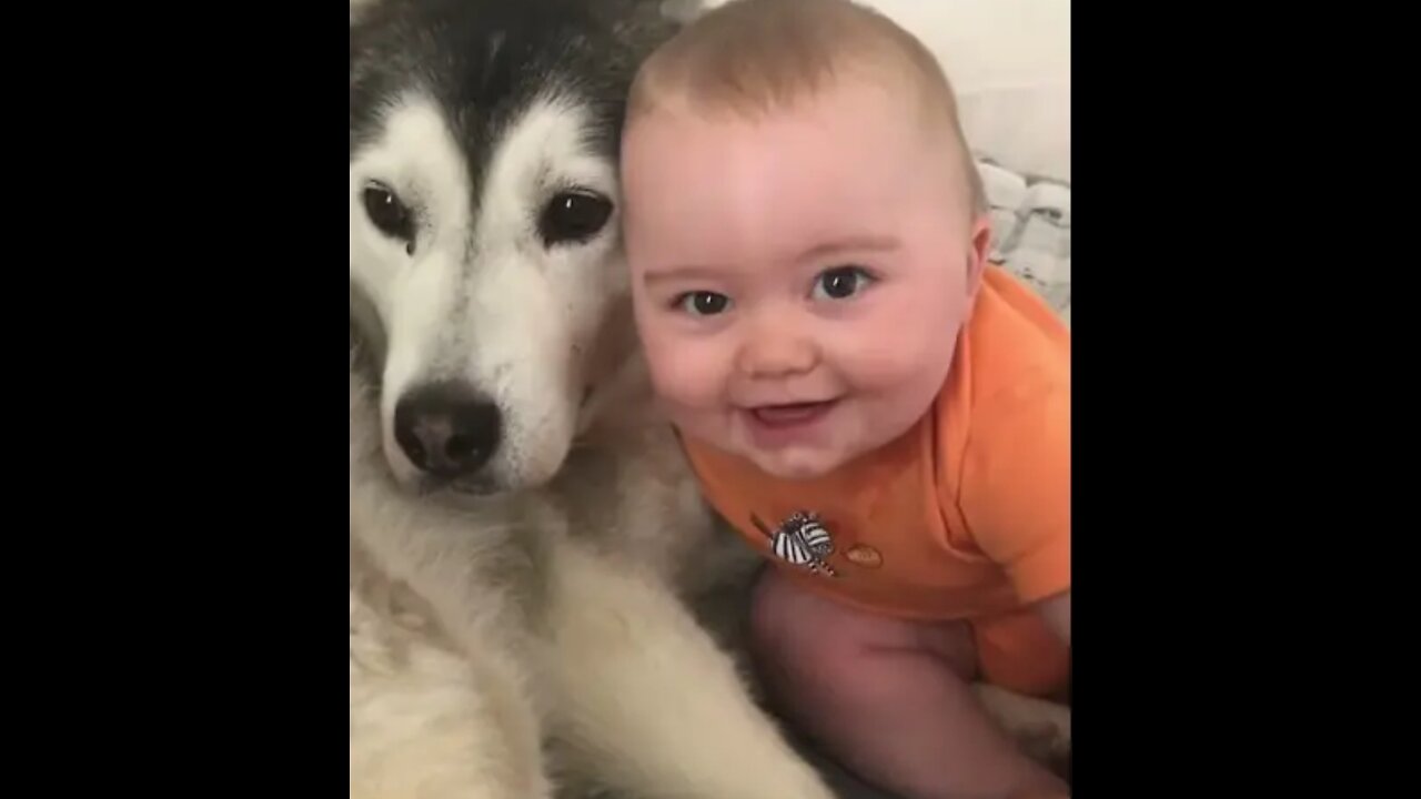 Dog and baby friendship