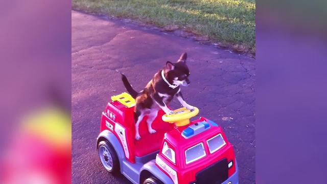 A Chihuahua Dog Rides A Toy Power Wheels Firetruck By Himself