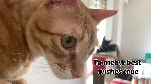 Milo & Sunny Christmas Message For You