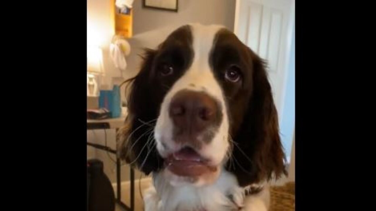 Hungry Springer Spaniel Puppy Wants Breakfast!