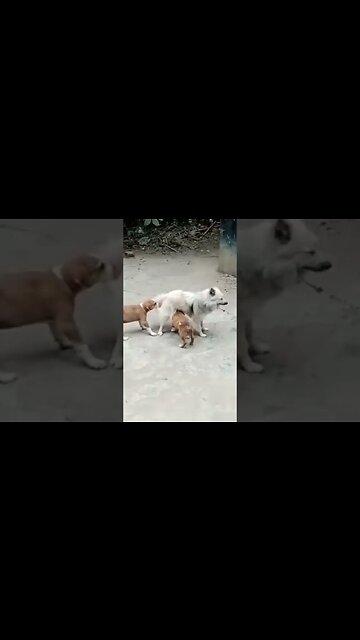 Puppies tuk tuk tah tah #shorts #puppy #dogs #viral #trending #ytshorts #cutedogs #shortvideo #dog