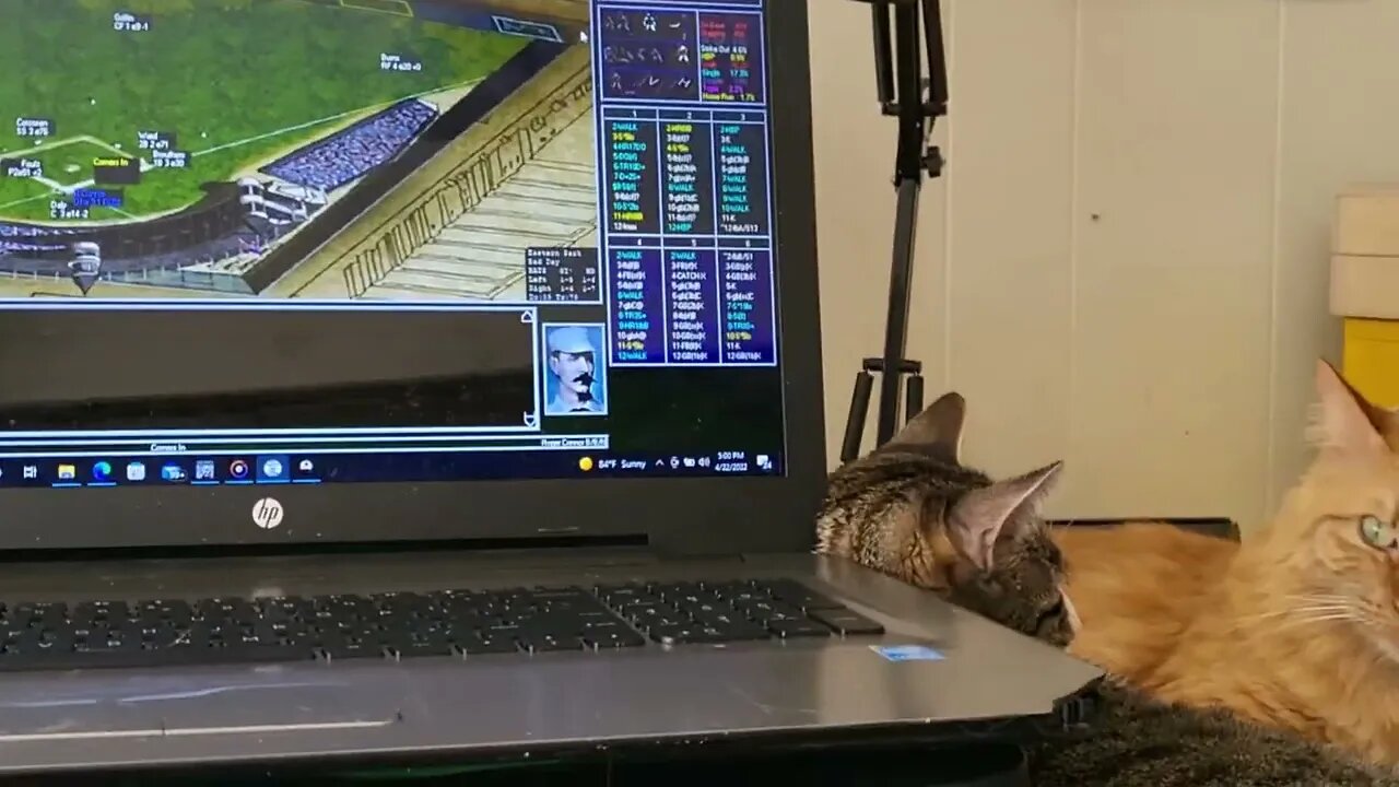 kitties in attendance for today's Strat game