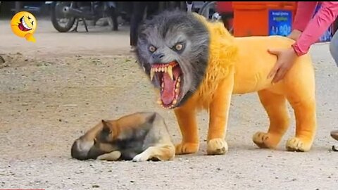 Troll Prank Dog Funny and Fake lion and Fake Tiger Prank to Dog and huge box Prank to Dog