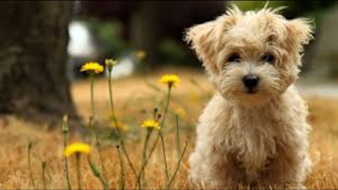 Cute dog, cute and funny