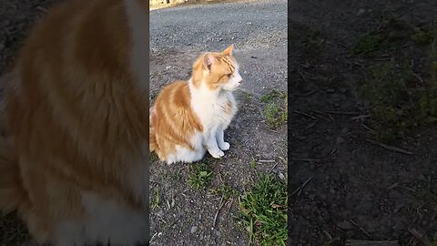 Sir Reginald, telling the neighbour's cat that he is not welcome here