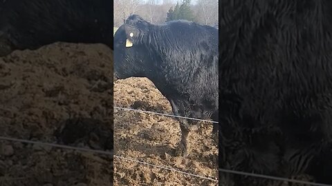 Angus bull almost got whooped