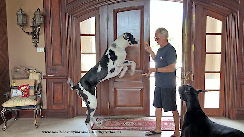 Bouncing Great Dane Can't Wait For Fried Chicken Treats