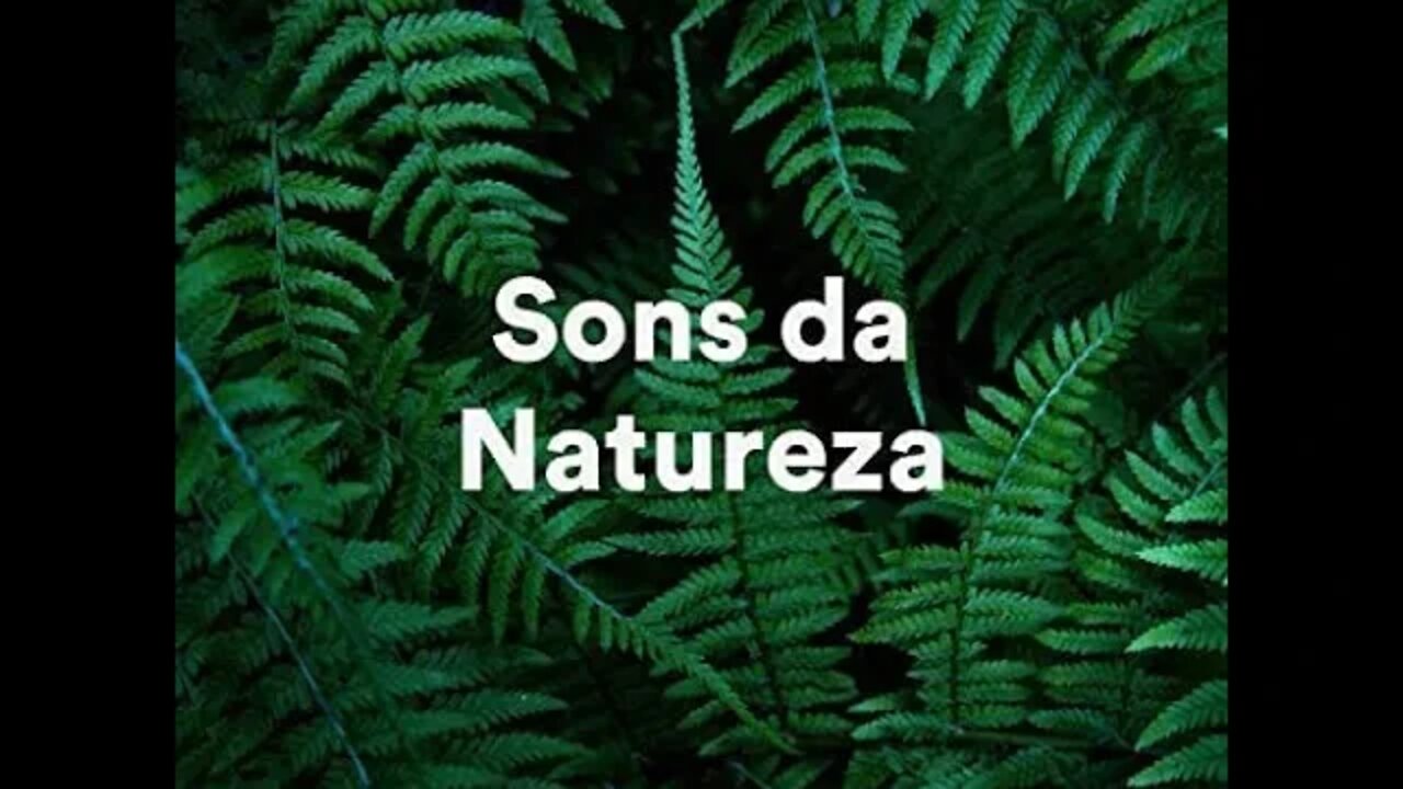 Som de Floresta Extremamente Relaxante - Grilos, passaros e vento nas arvores