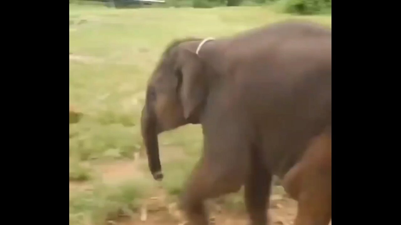 The elephant is laughing🦣🦣😁