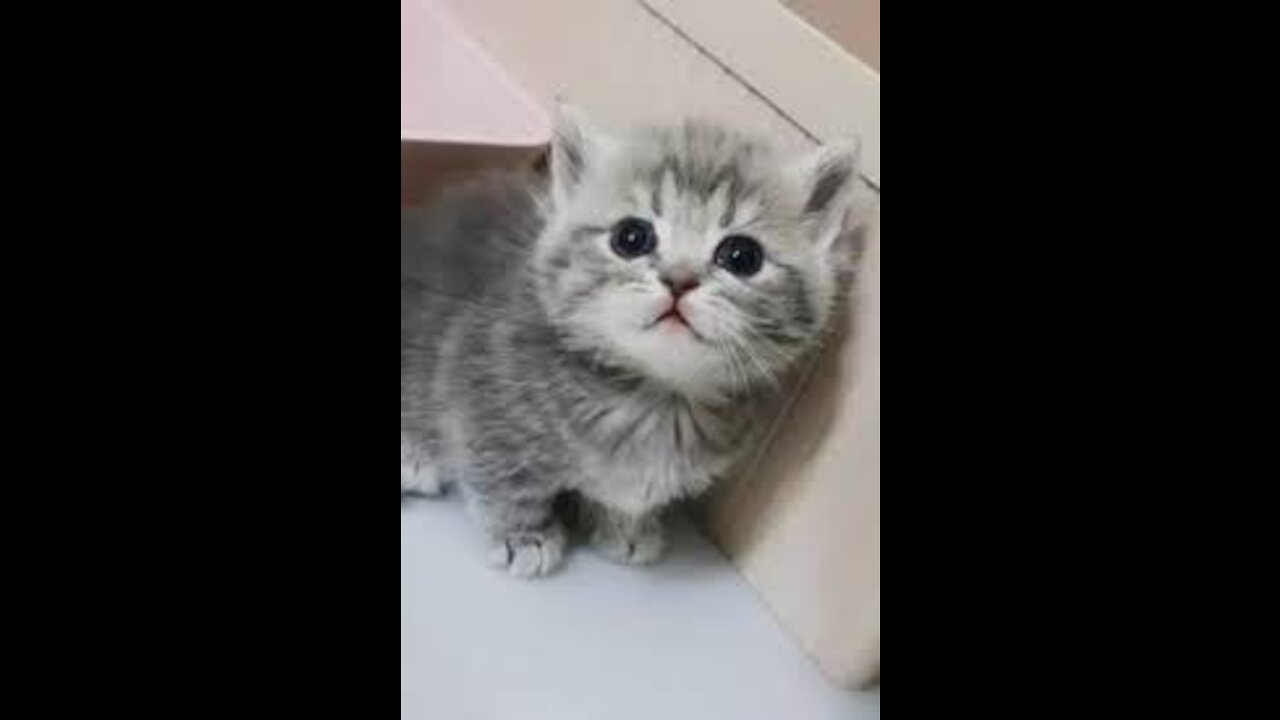 Funny cat videos, you won't stop laughing