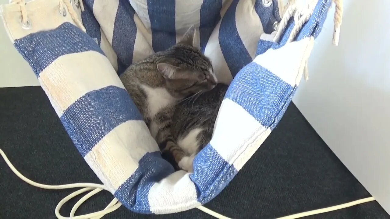 Cat Bathing in the Swing Chair