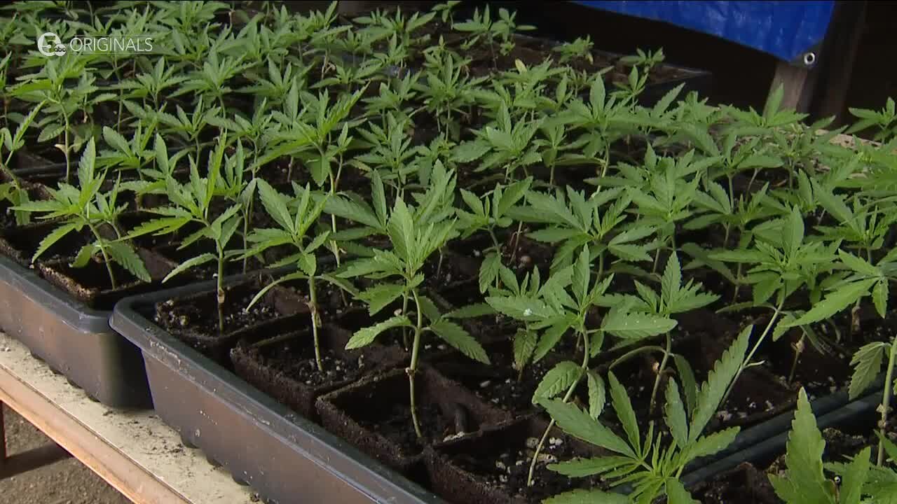 Ohio farmers still learning how best to grow, process, sell hemp a year into legal cultivation