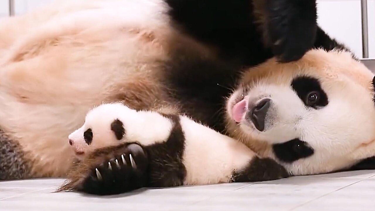 Pandas are so cute.