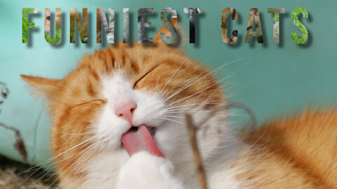 Cats talking cats can speak english