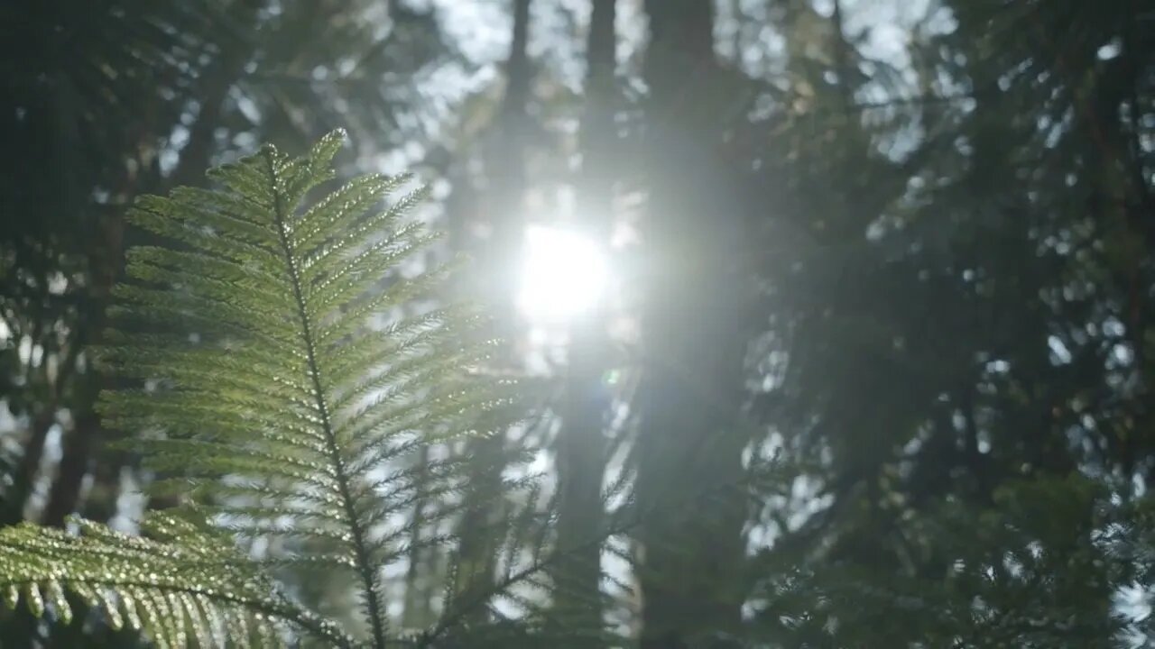 Quiet Forest Sounds (Meditation, Relaxation And Sleep)