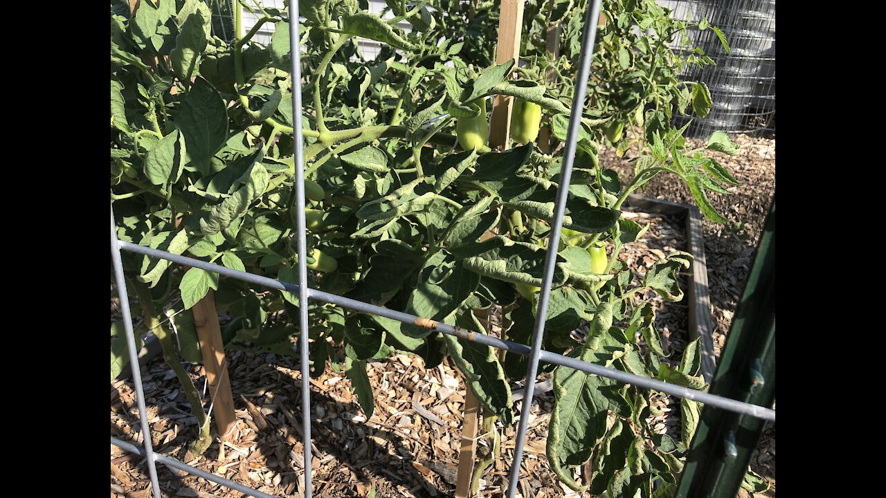 The garden needs a good clean up!