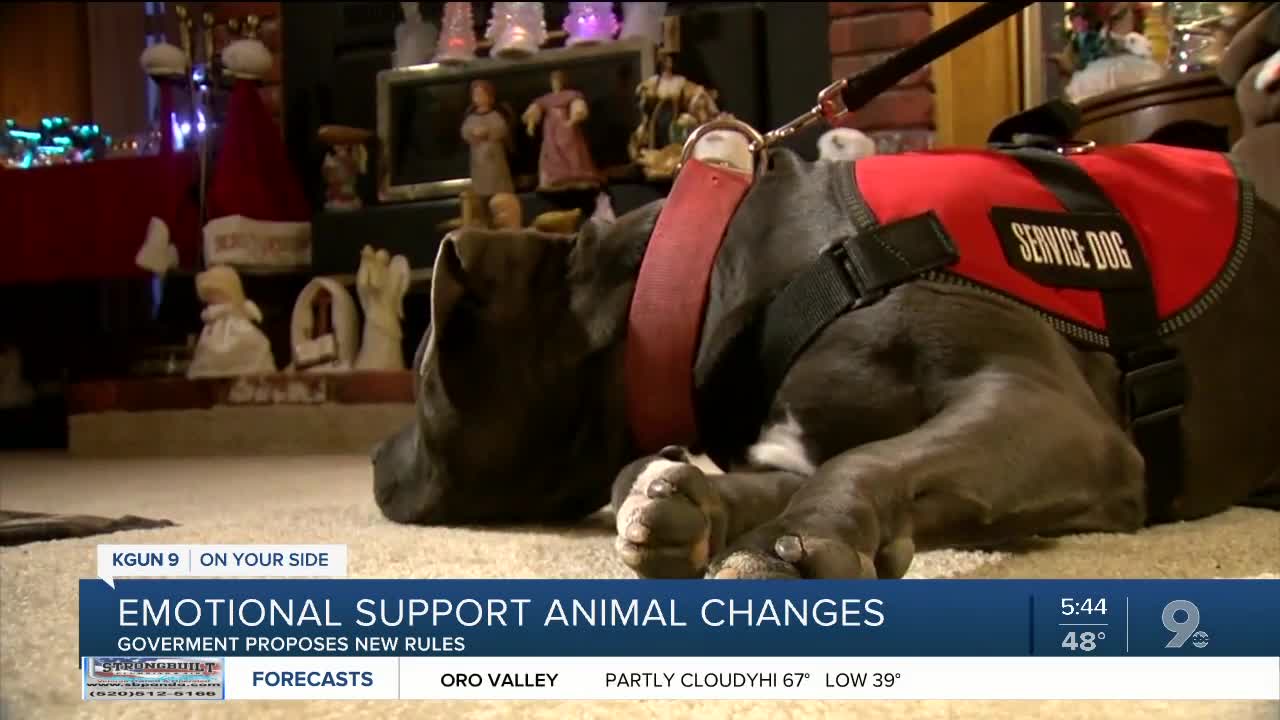 No more emotional support animals on planes? The government wants to hear from you!