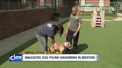 Police looking for owner of emaciated dog