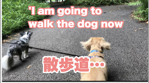 'I am going to walk the dog now