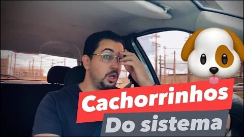 Os cachorrinhos que abanam o rabinho quando o mestre chama!