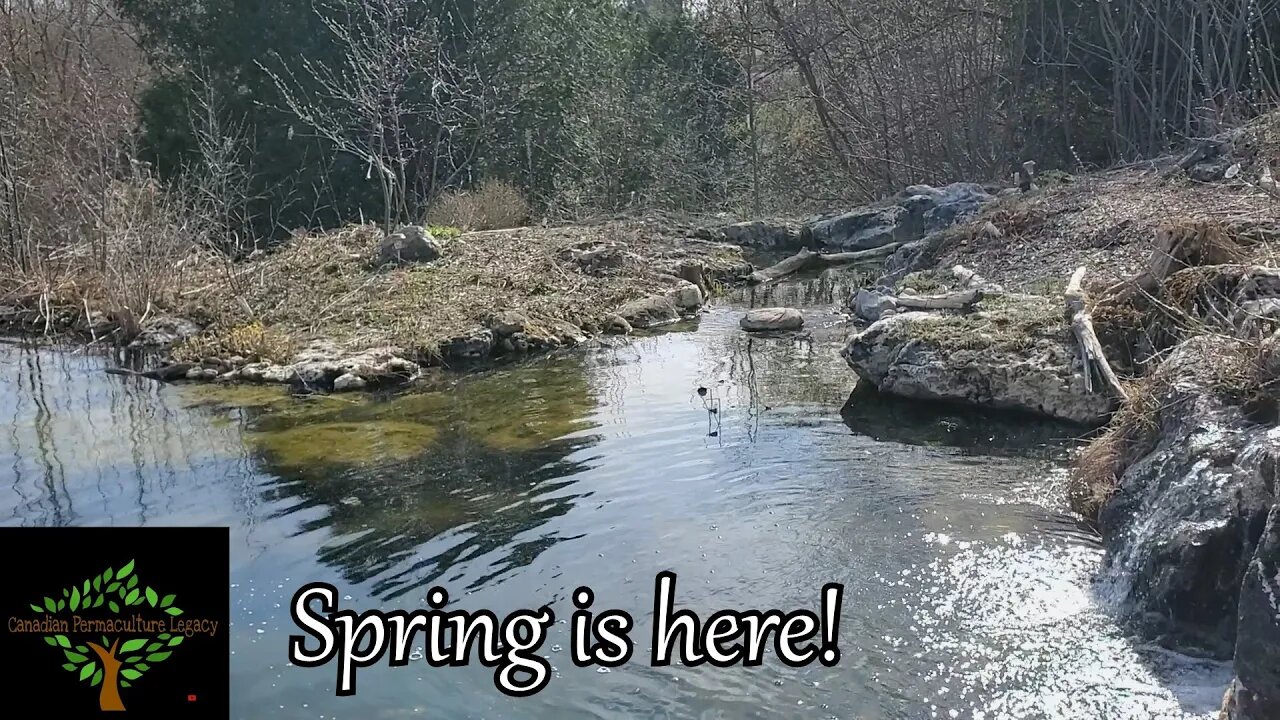 Spring work in the Food forest - Pruning, Transplanting, Grafting, Planting