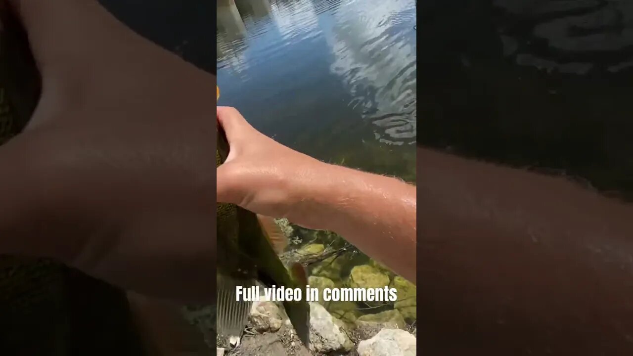 Catching the RAREST FISH in the U.S
