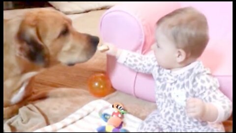 Cute Dogs and Babies are Best Friends -? Dogs Babysitting Babies Video