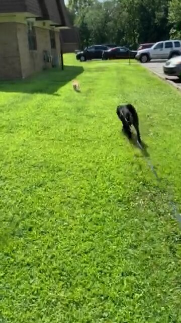 Fergus leads the way