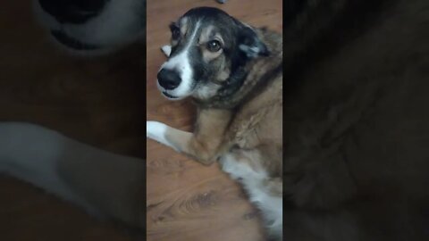 Asking My Dog What She Wants To Do