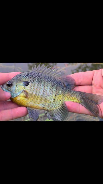 Fishing with Trout Magnet. Bluegill LOVE it!