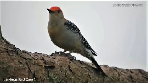 Red-bellied Woodpecker's Breakfast Close Up 🌲 10/30/22 08:34