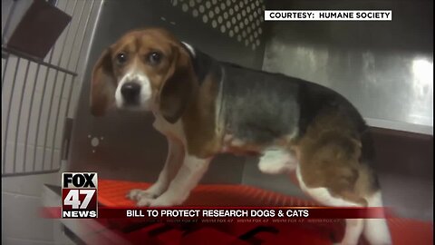 A new bill at the State House would require labs using animal testing to be more transparent