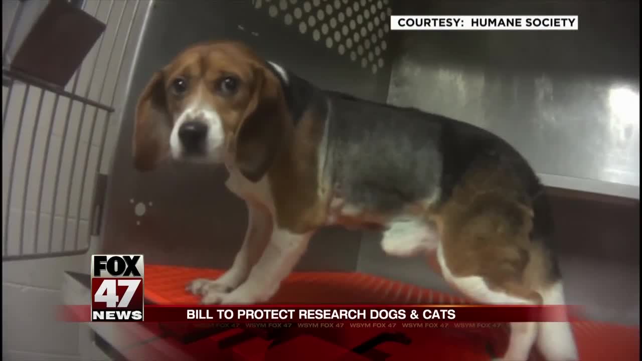A new bill at the State House would require labs using animal testing to be more transparent