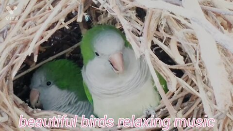 Beautiful Day Bird Relaxing Nature Sounds - Birds