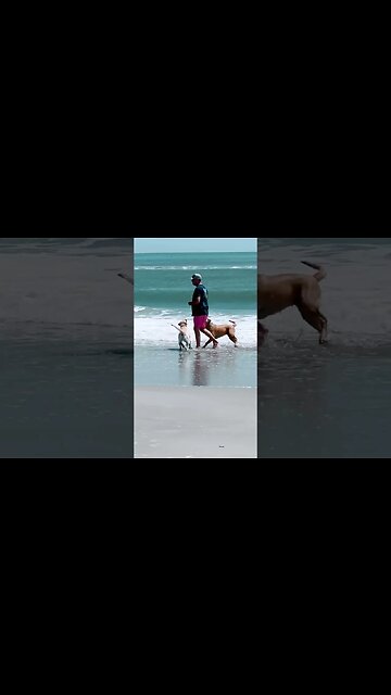 Dogs love to frolic in the ocean! #beachlife #shorts