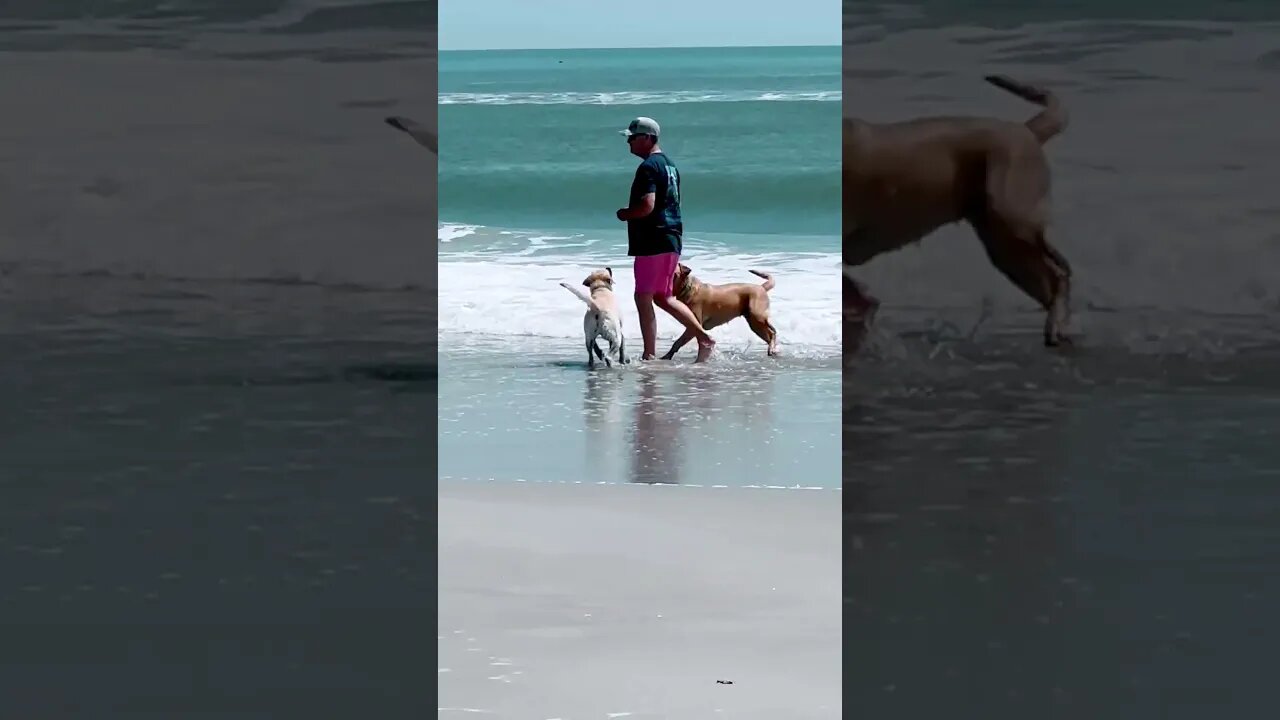 Dogs love to frolic in the ocean! #beachlife #shorts