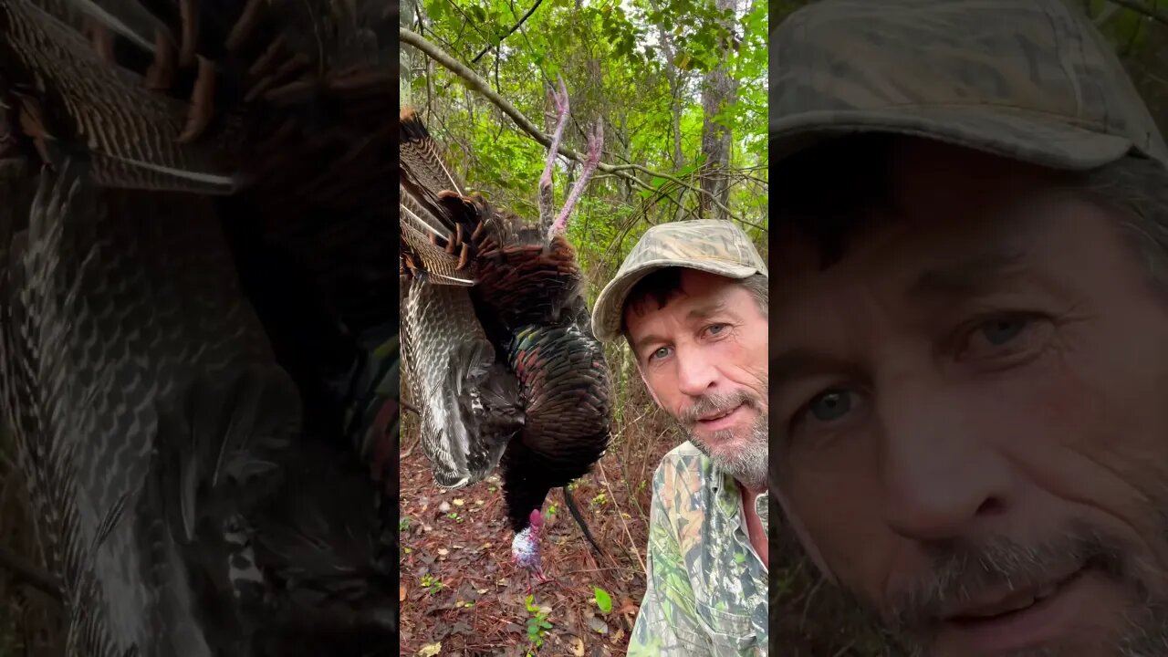 Limb Hanger! Whole hunt in vids on my channel. #hunting #turkey #turkeyhunt #wildturkey #strutter