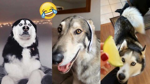 Funny dogs videos🐶🐶 of all time that make you laugh out loud