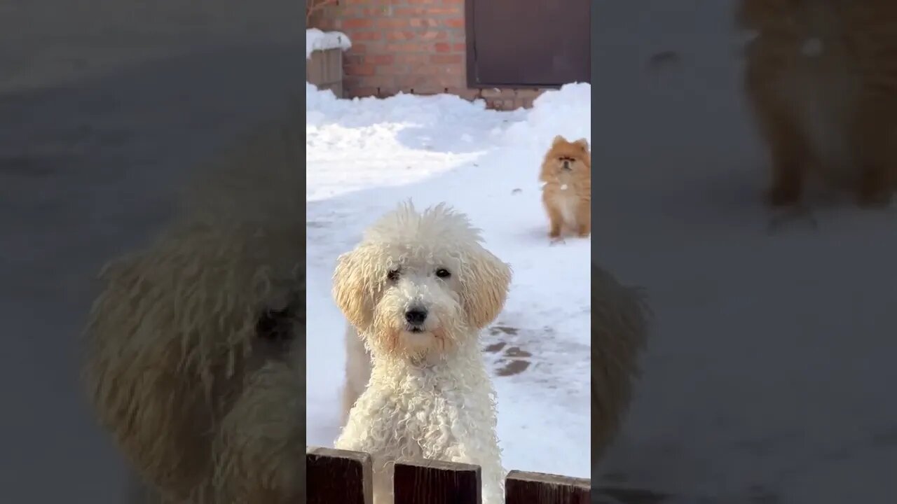 😂 cute dog video 😂, part 138 #shorts