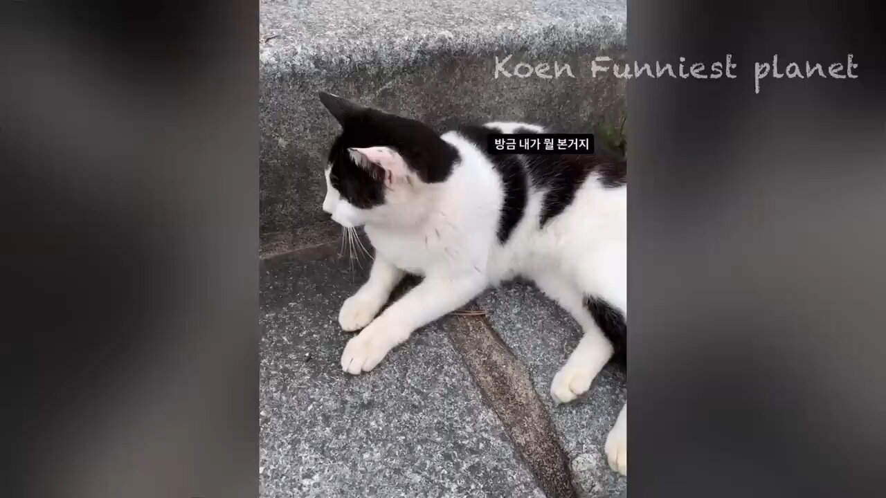 funny dog and cats video 😅😁 funniest animal video 😹😹