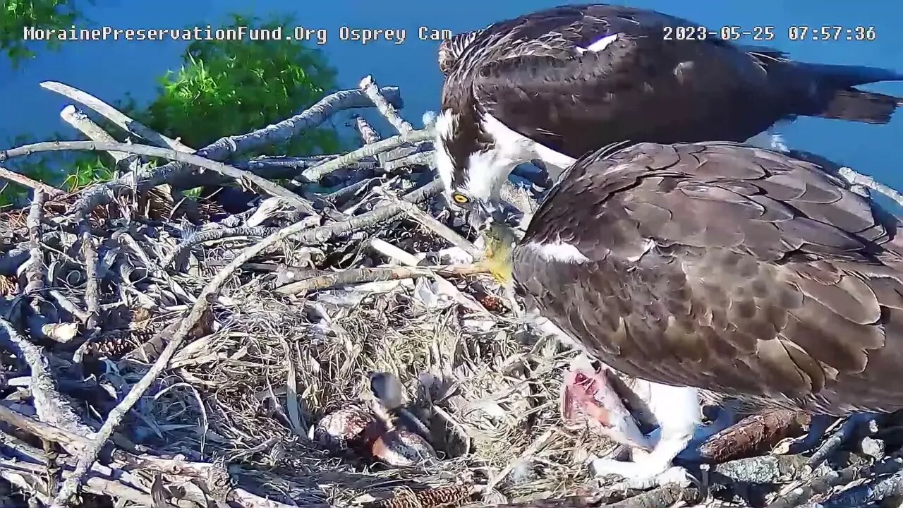 See the new osprey chick at the Butler osprey cam 5/23/2023