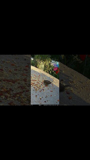 A Cute Fledgling Sparrow Visits! 🐦