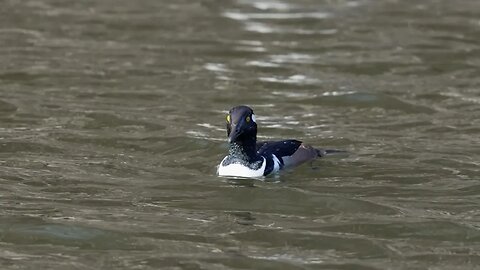 Nothing But Diving Ducks, Sony A1/Sony Alpha 1, 4k H.265