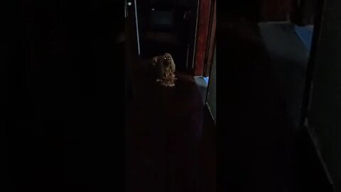 dog , shorts